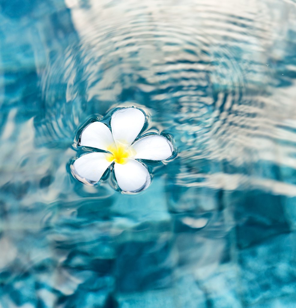 Single Plumeria Flower Floating on Clear Water